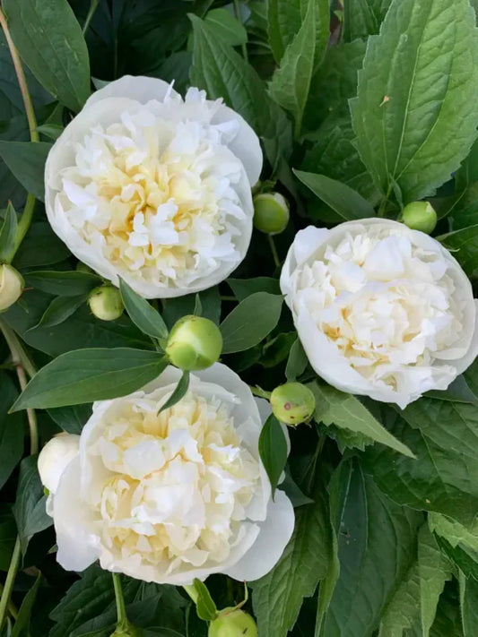 Peonies