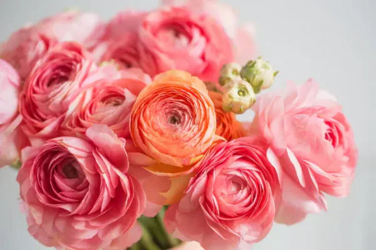 Pantone Color of the Year - Peach Fuzz