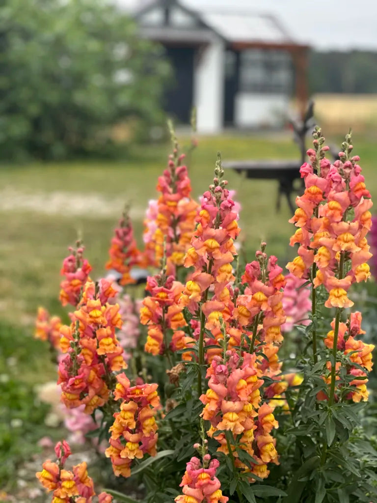 Snapdragons