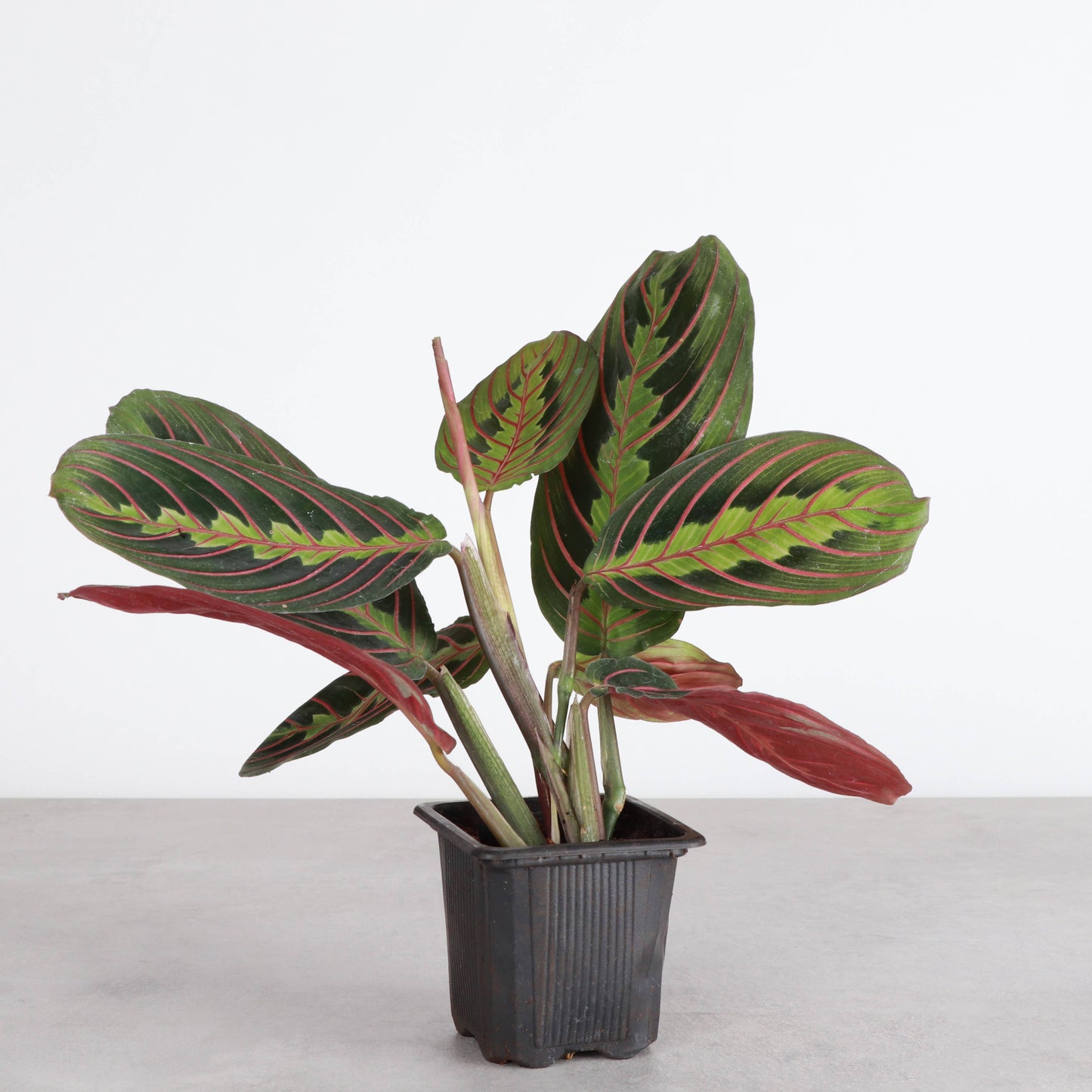 Red Prayer Plant - Live Plant