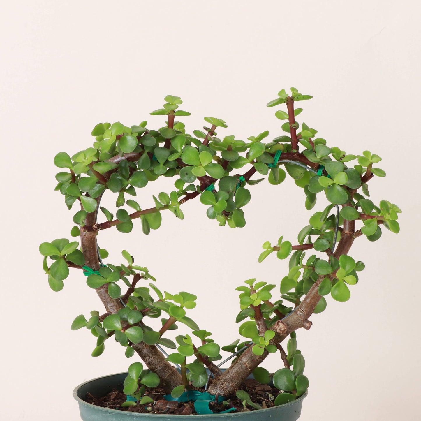 Jade Heart Bonsai - Live Plant