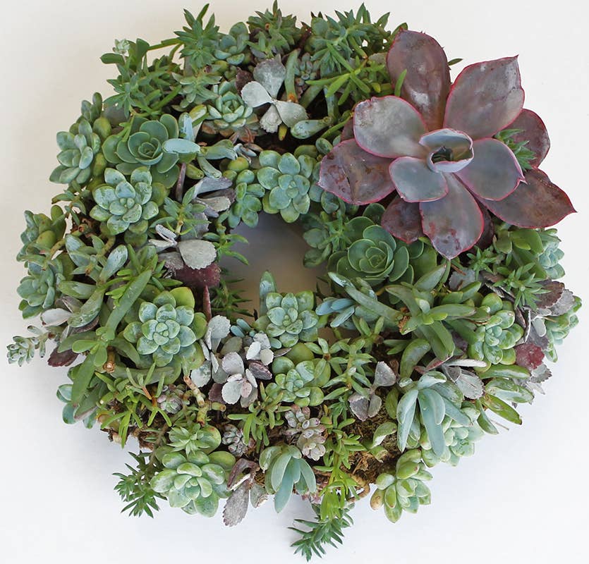 Living Wreath Round