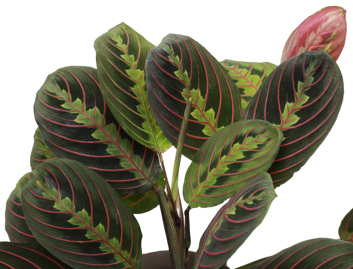 Red Prayer Plant - Live Plant