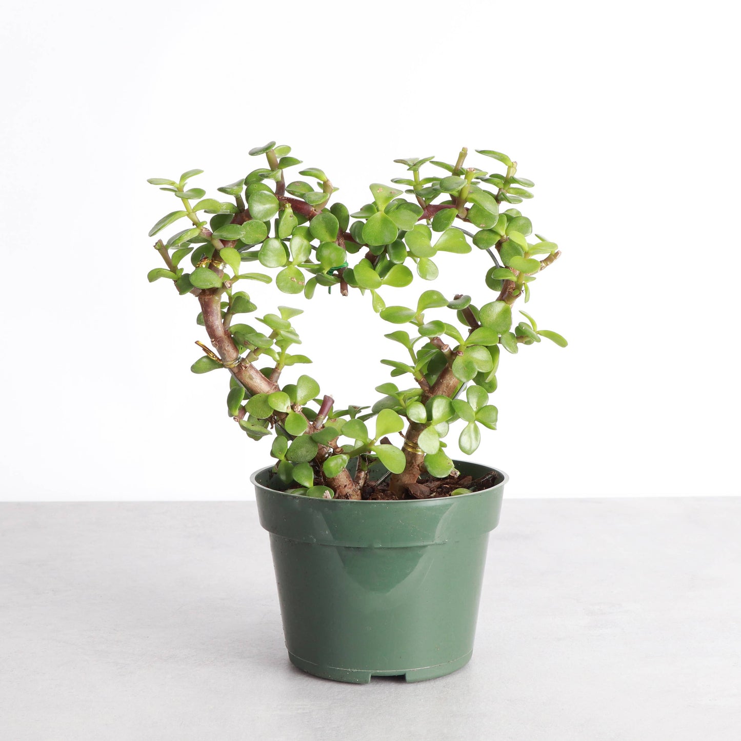 Jade Heart Bonsai - Live Plant