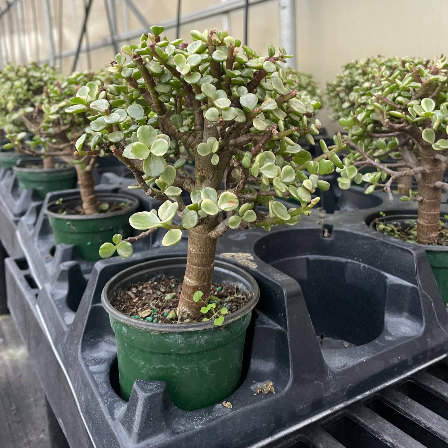 Jade Bonsai Tree - 4" Live Plant