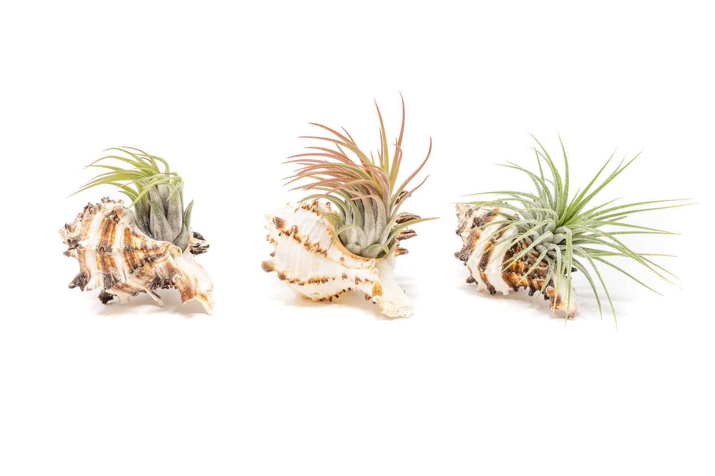 Longspine Murex Seashell with Tillandsia Ionantha Air Plants