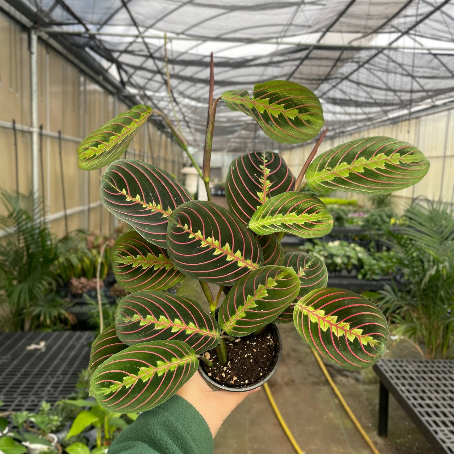 Red Prayer Plant - Live Plant