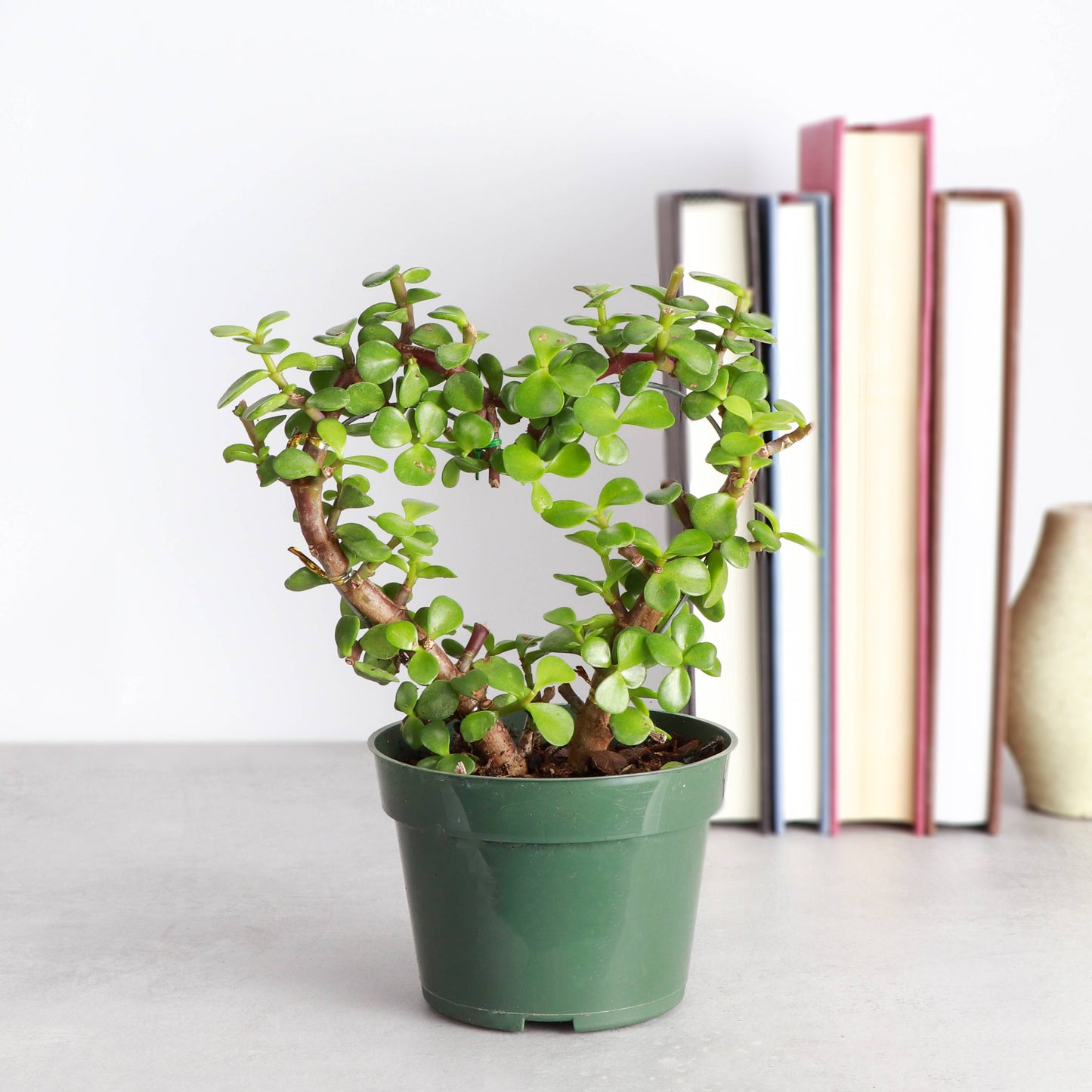 Jade Heart Bonsai - Live Plant
