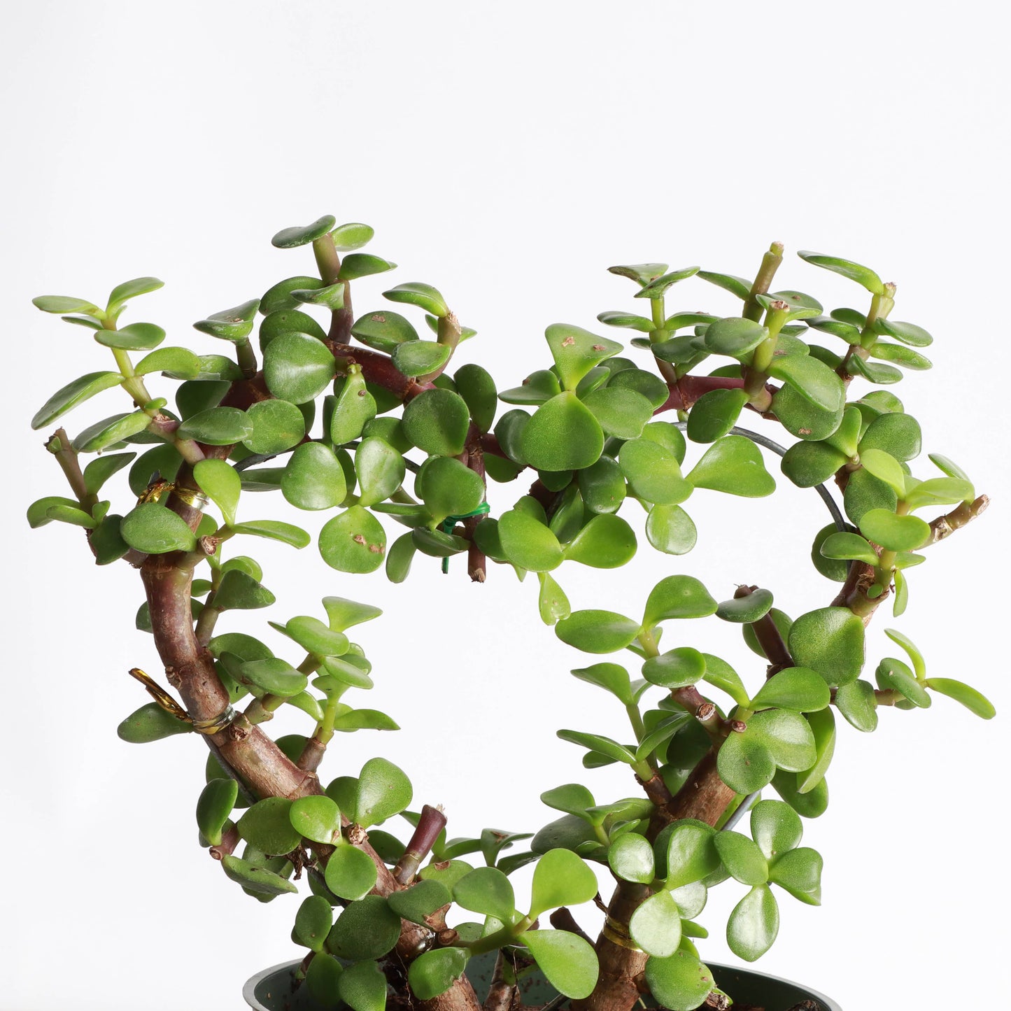 Jade Heart Bonsai - Live Plant