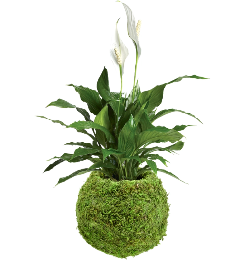 Kokedama Pot for Houseplants