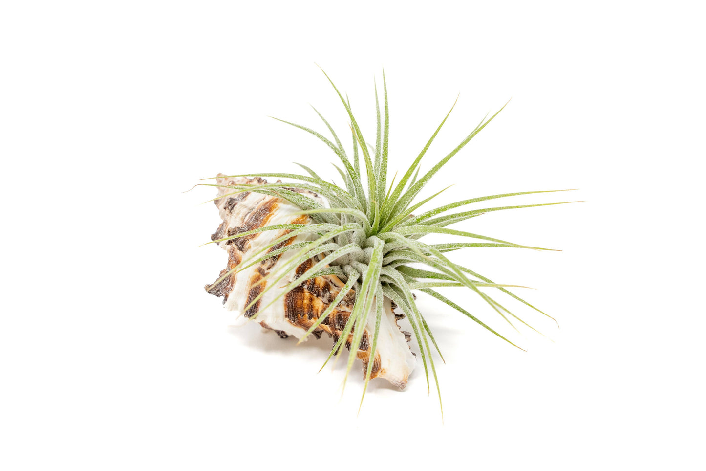 Longspine Murex Seashell with Tillandsia Ionantha Air Plants