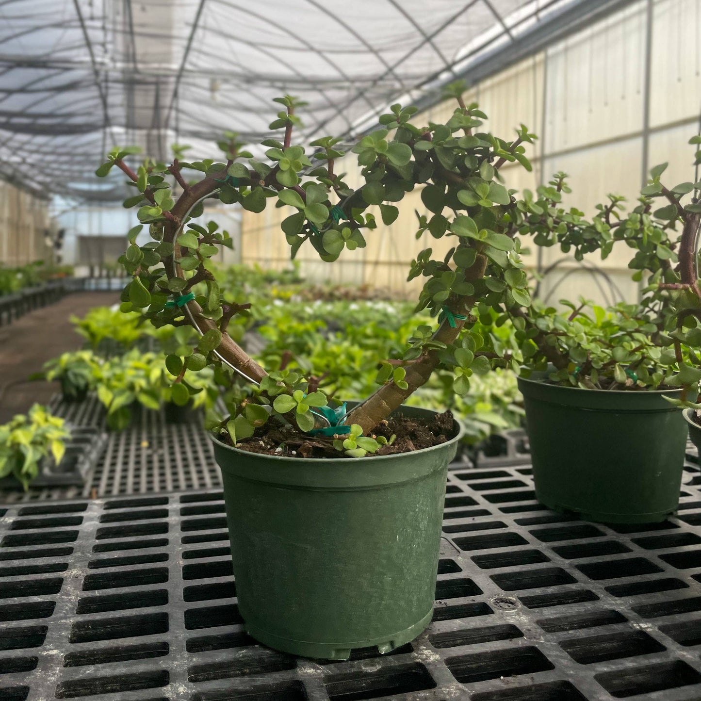 Jade Heart Bonsai - Live Plant