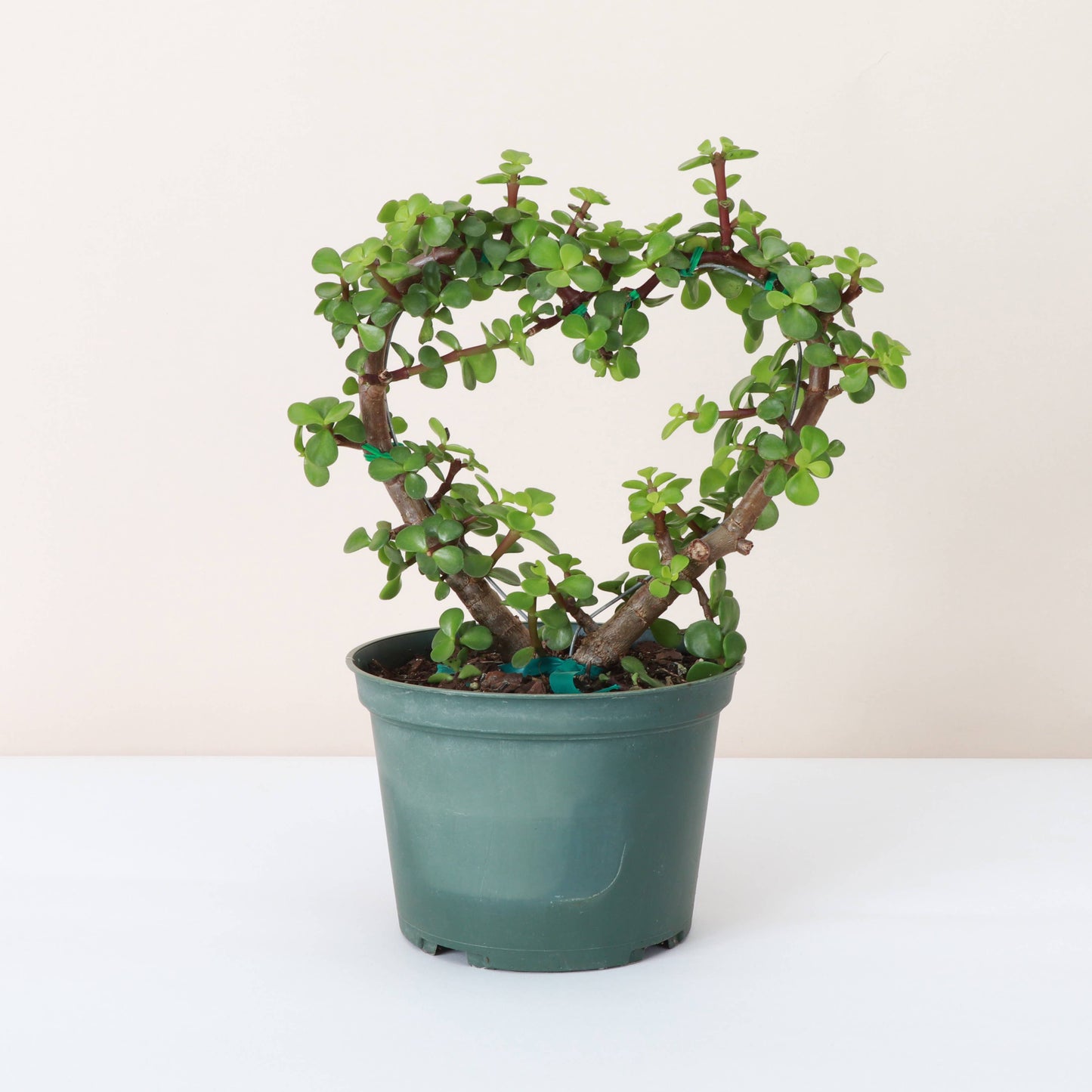 Jade Heart Bonsai - Live Plant