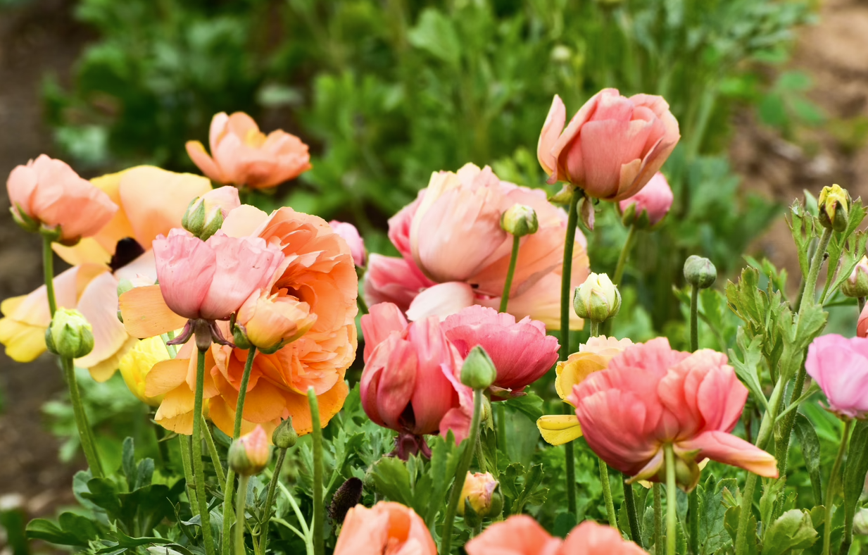 Early Spring – Fleeting Ephemerals-One Month Subscription