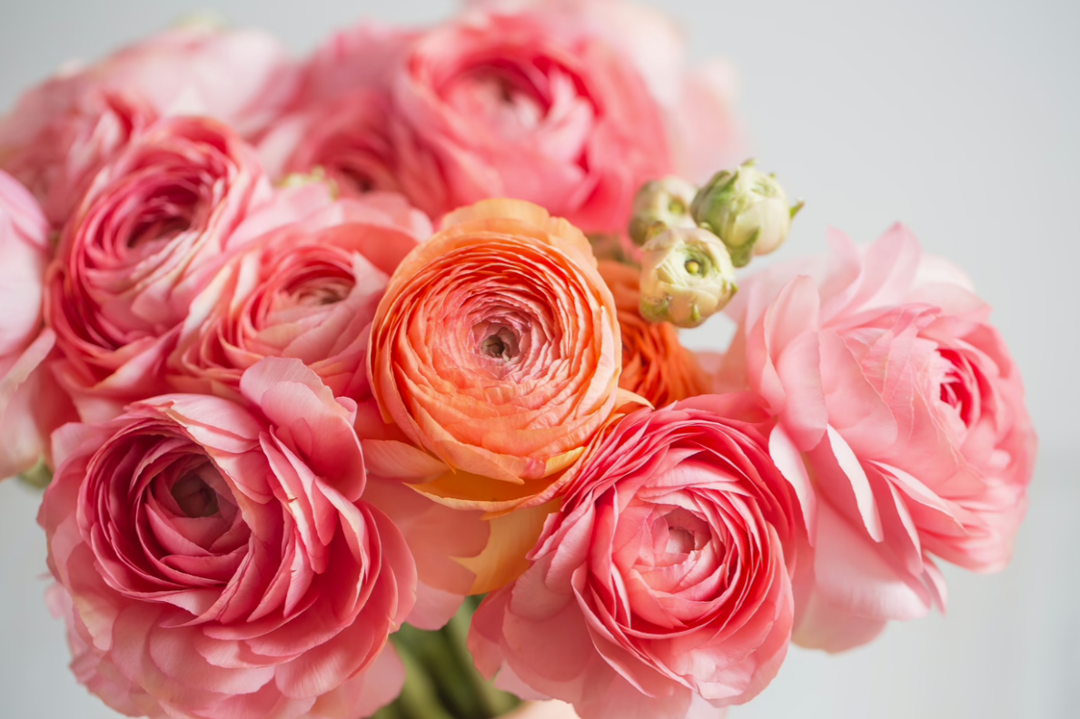 Early Spring – Fleeting Ephemerals-One Month Subscription