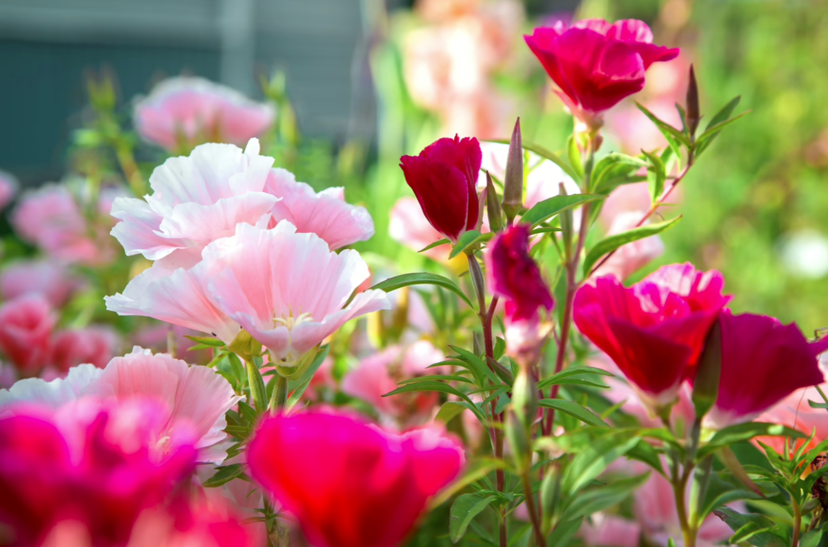 Early Spring – Fleeting Ephemerals-One Month Subscription