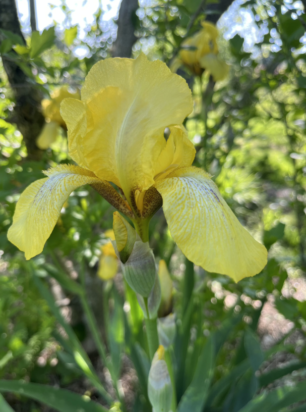 Early Spring – Fleeting Ephemerals-One Month Subscription