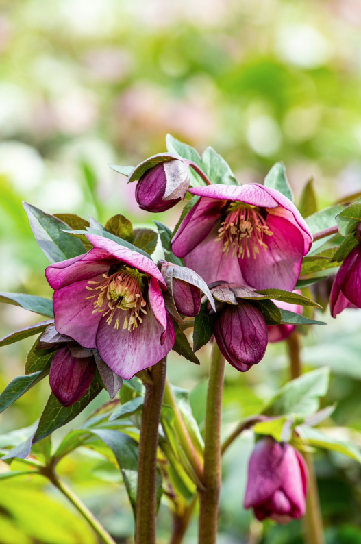 Early Spring – Fleeting Ephemerals-One Month Subscription