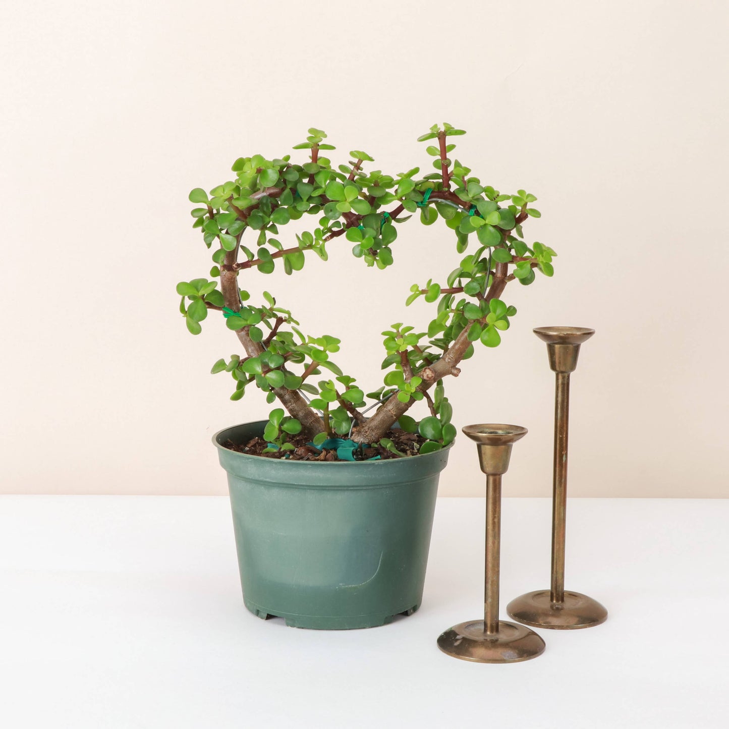 Jade Heart Bonsai - Live Plant