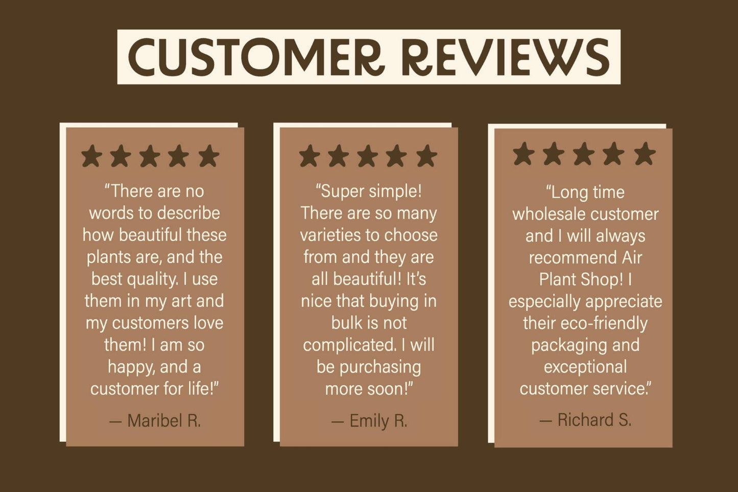 Large Tillandsia Green Abdita Air Plants