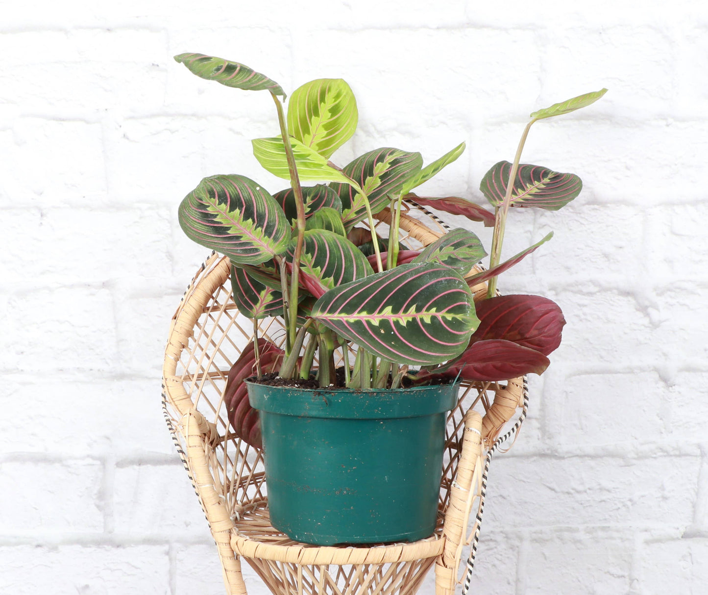 Red Prayer Plant - Live Plant