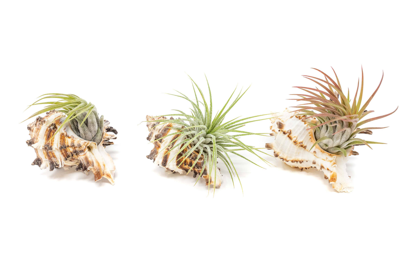 Longspine Murex Seashell with Tillandsia Ionantha Air Plants