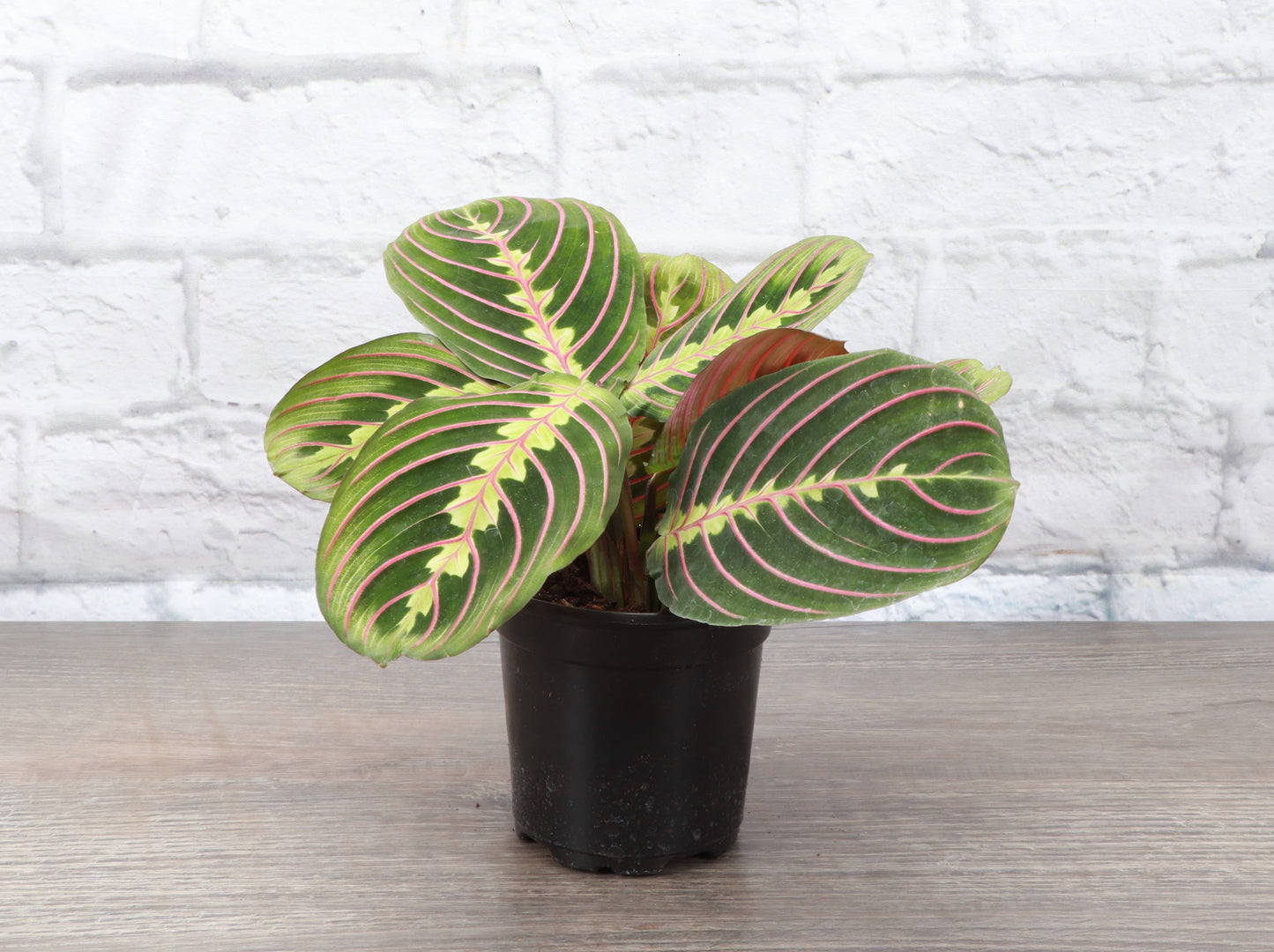 Red Prayer Plant - Live Plant