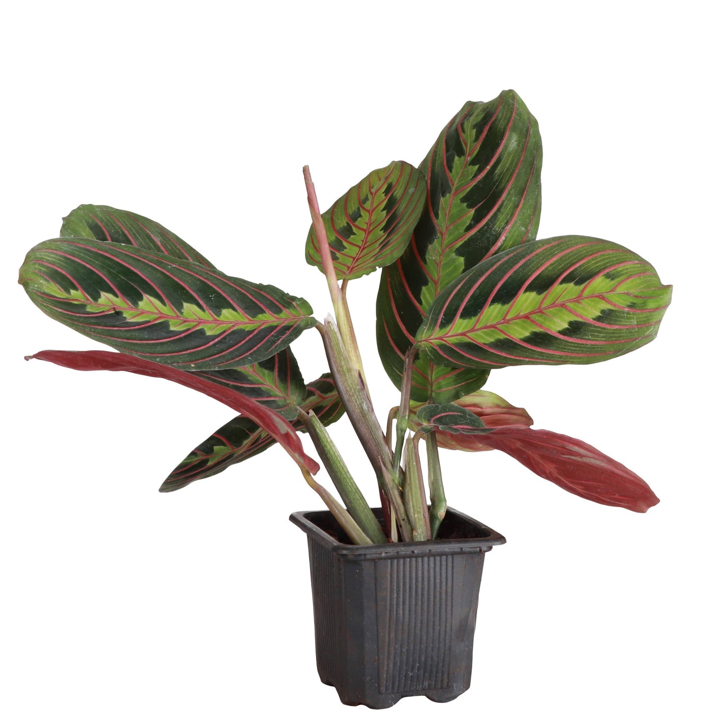 Red Prayer Plant - Live Plant