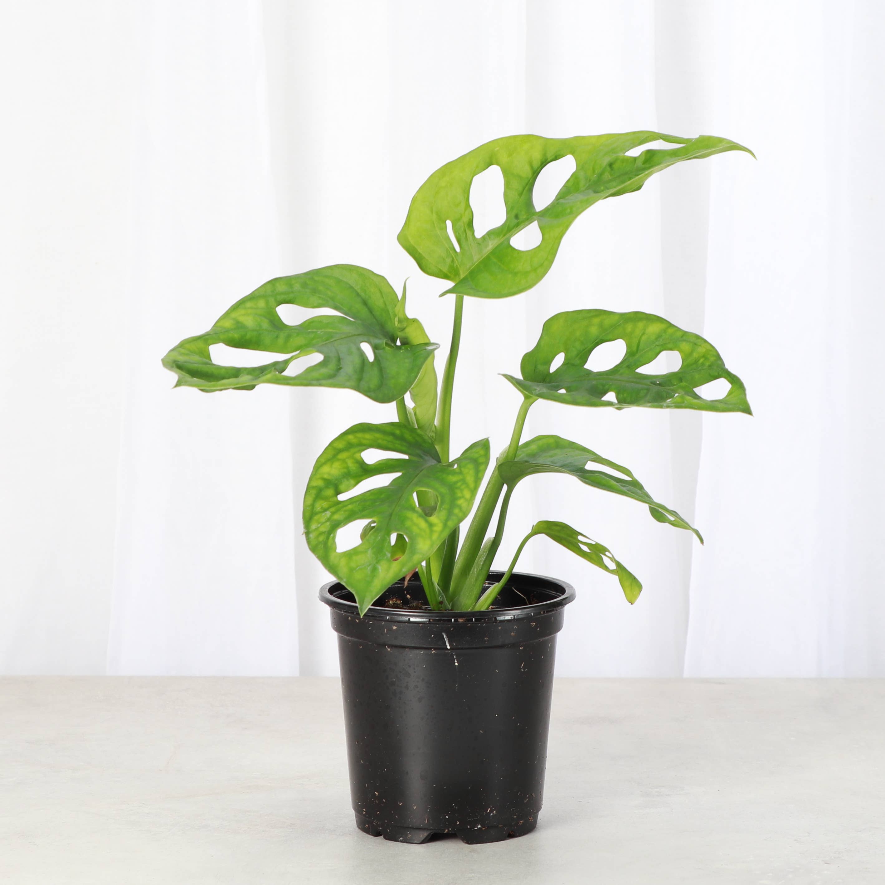 cheese plant vs monstera Swiss Cheese Plant, Monstera Adansonii