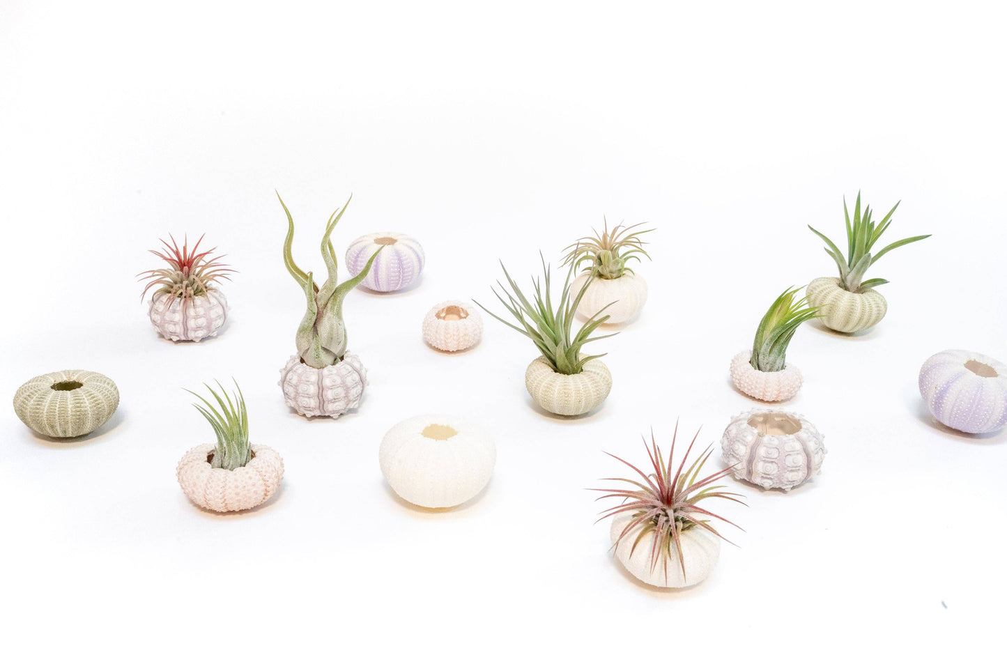 Sputnik Urchin Shells with Tillandsia Ionantha Air Plants