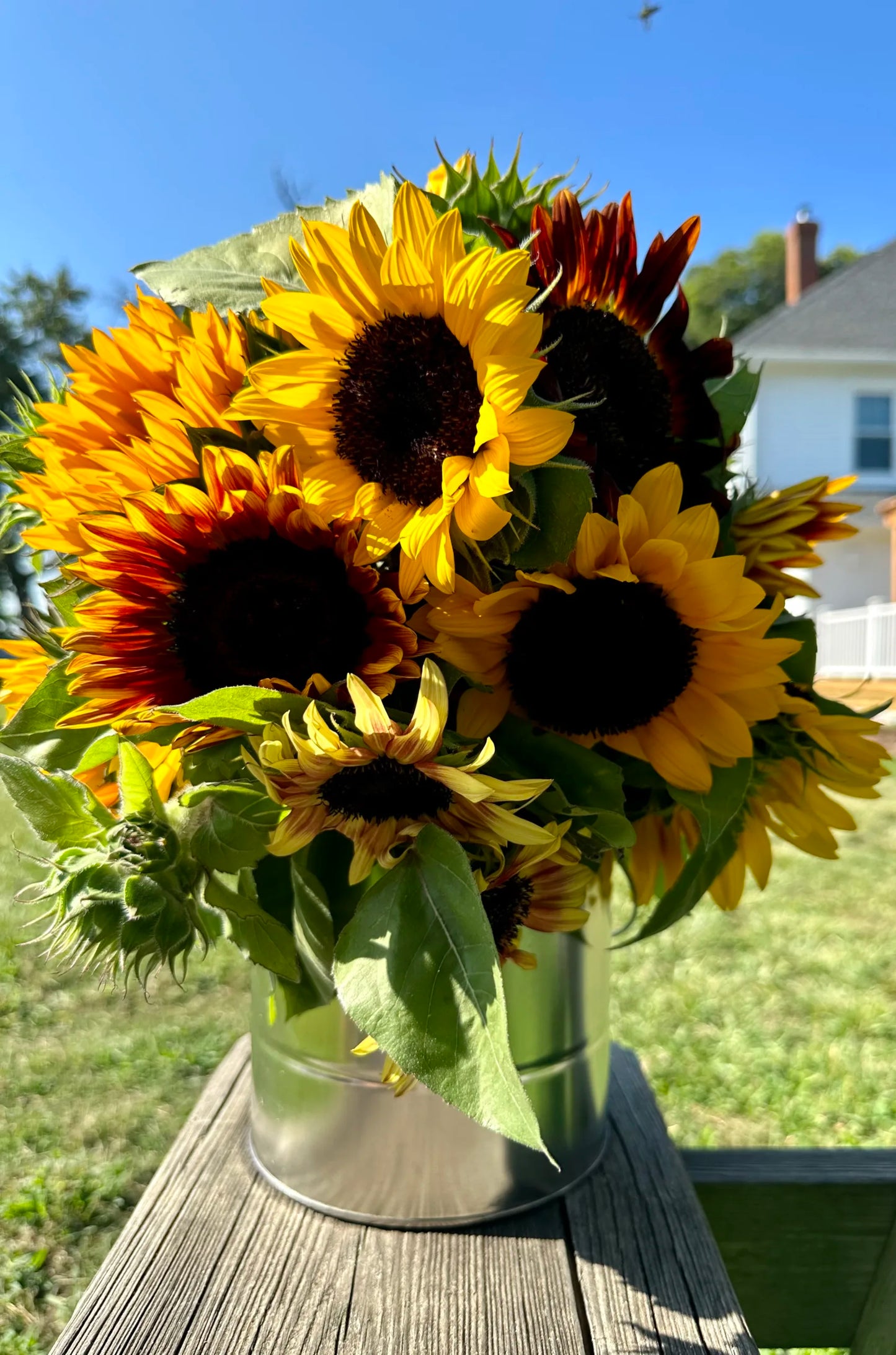 Sunflower Bouquet Subscription-Pickup or Delivery