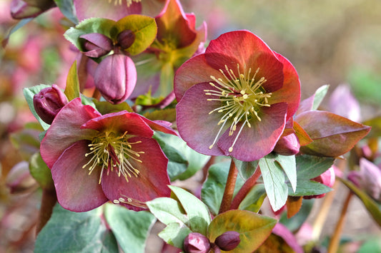 Hellebores - Winters best kept secret.