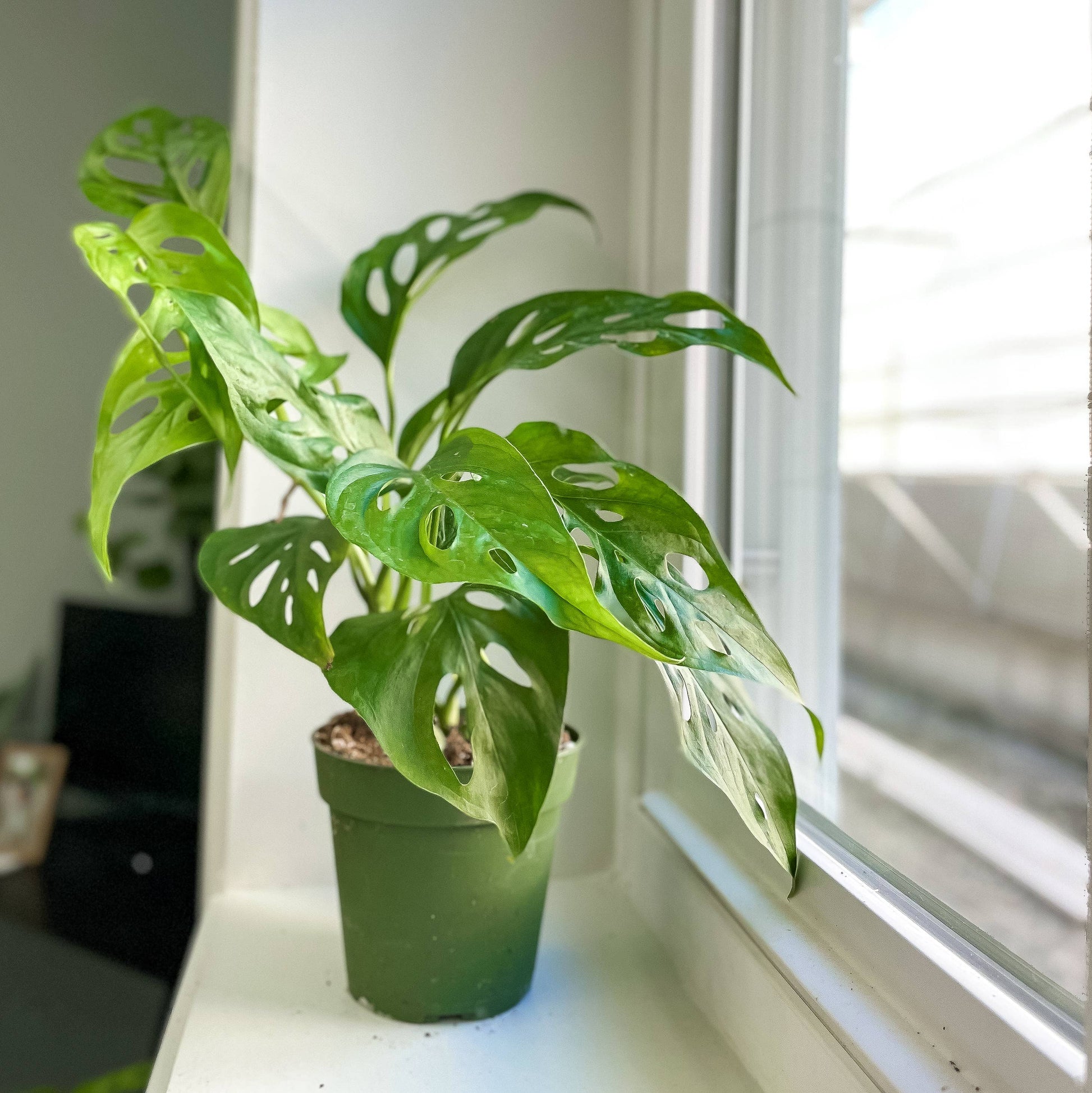 monstera adansonii swiss cheese live plant Swiss Cheese Plant, Monstera Adansonii
