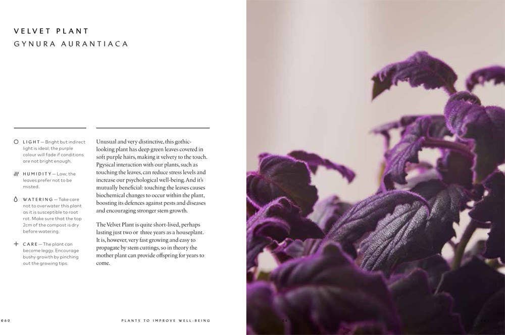 The Healing Power of Plants By Fran Bailey