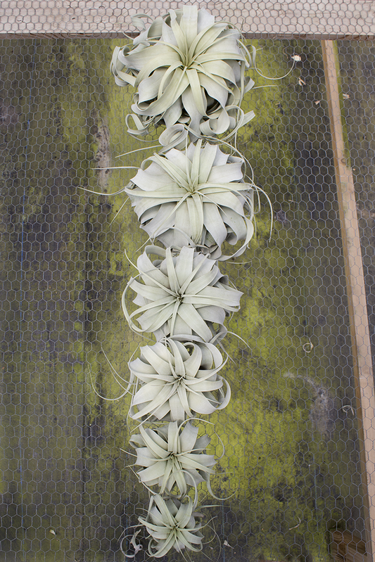 Tillandsia Xerographica Air Plant