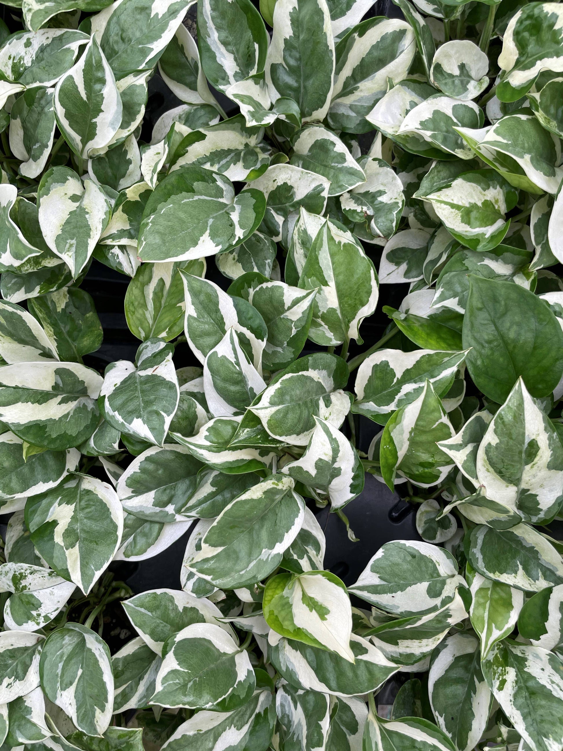 jade pothos variegation Pearls and Jade Pothos