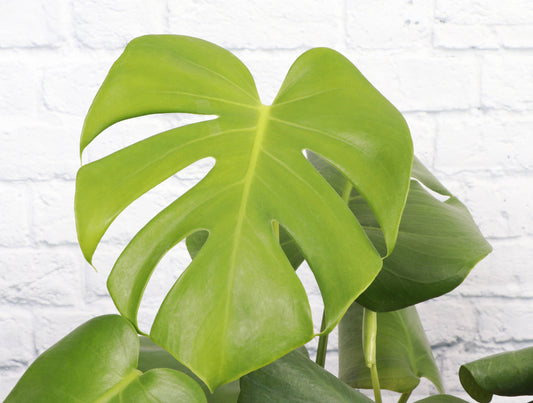 Monstera Deliciosa - Live Plant