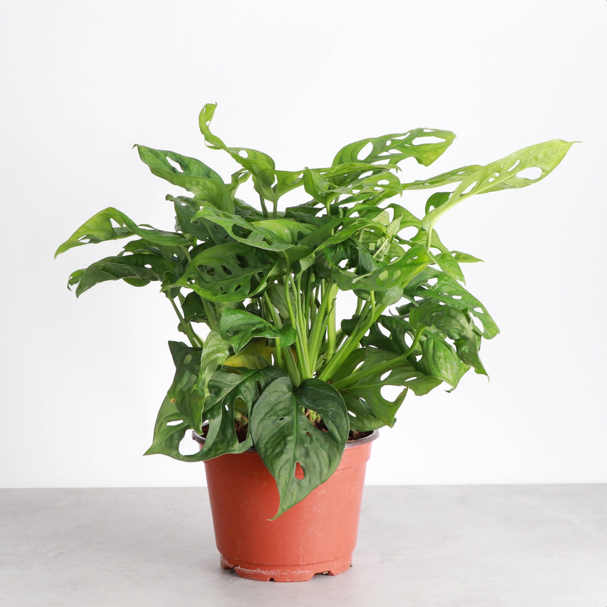 live swiss cheese plant Swiss Cheese Plant, Monstera Adansonii