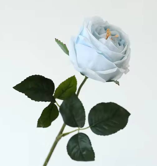 17"OR 24"Premium Real touch English Austin Cabbage Rose Stem