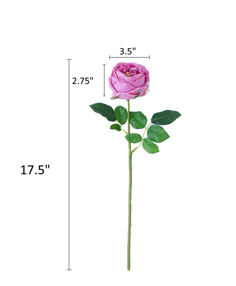 17"OR 24"Premium Real touch English Austin Cabbage Rose Stem