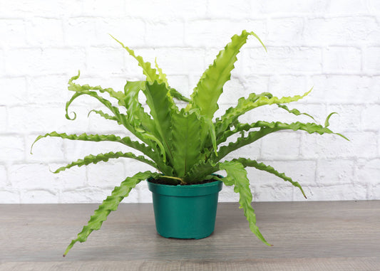 Victoria Bird's-Nest Fern - Live Plant