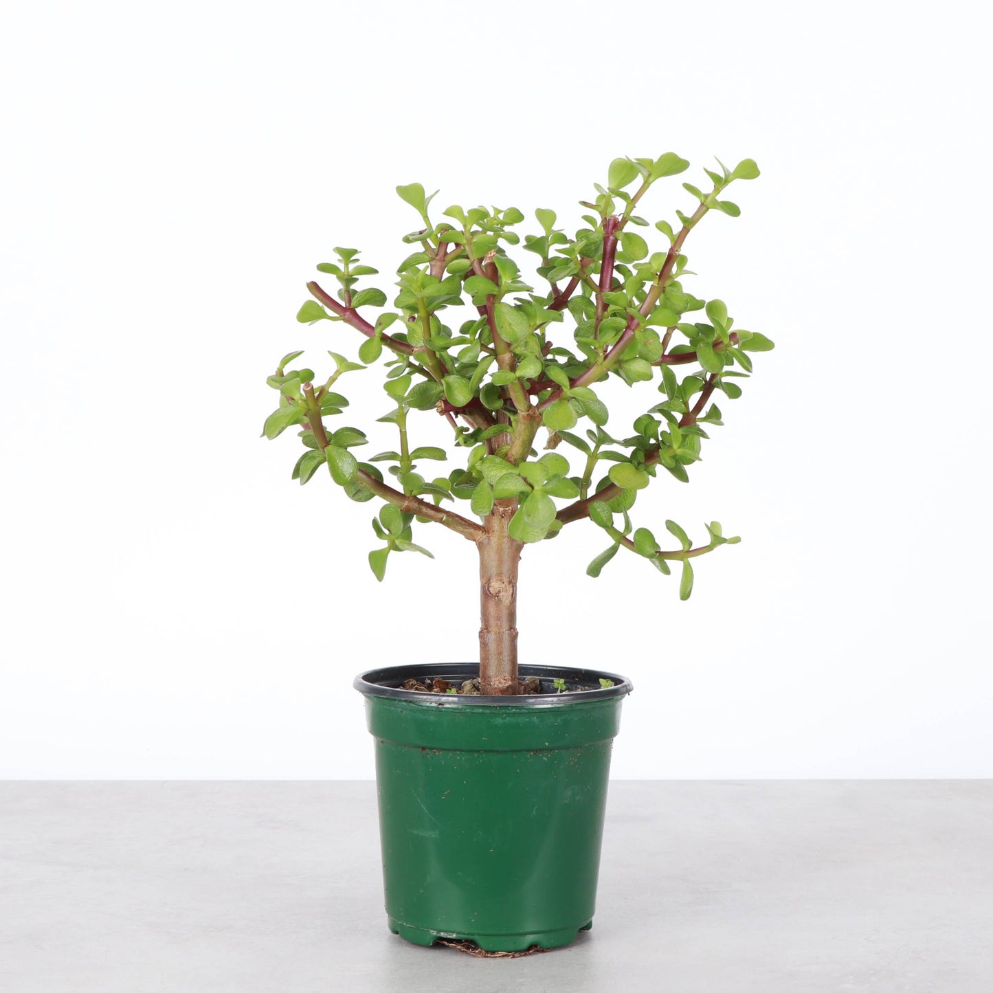 Jade Bonsai Tree - 4" Live Plant
