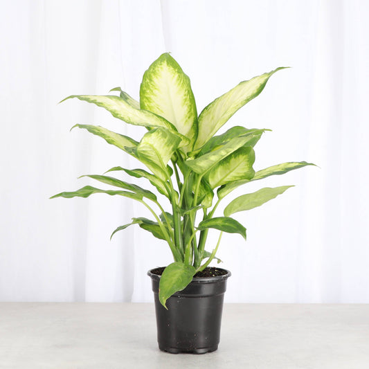 Dieffenbachia - Live Plant