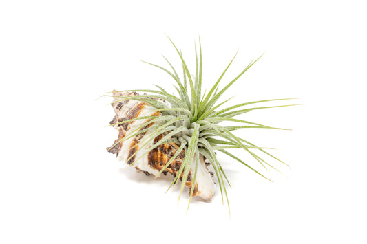 Longspine Murex Seashell with Tillandsia Ionantha Air Plants