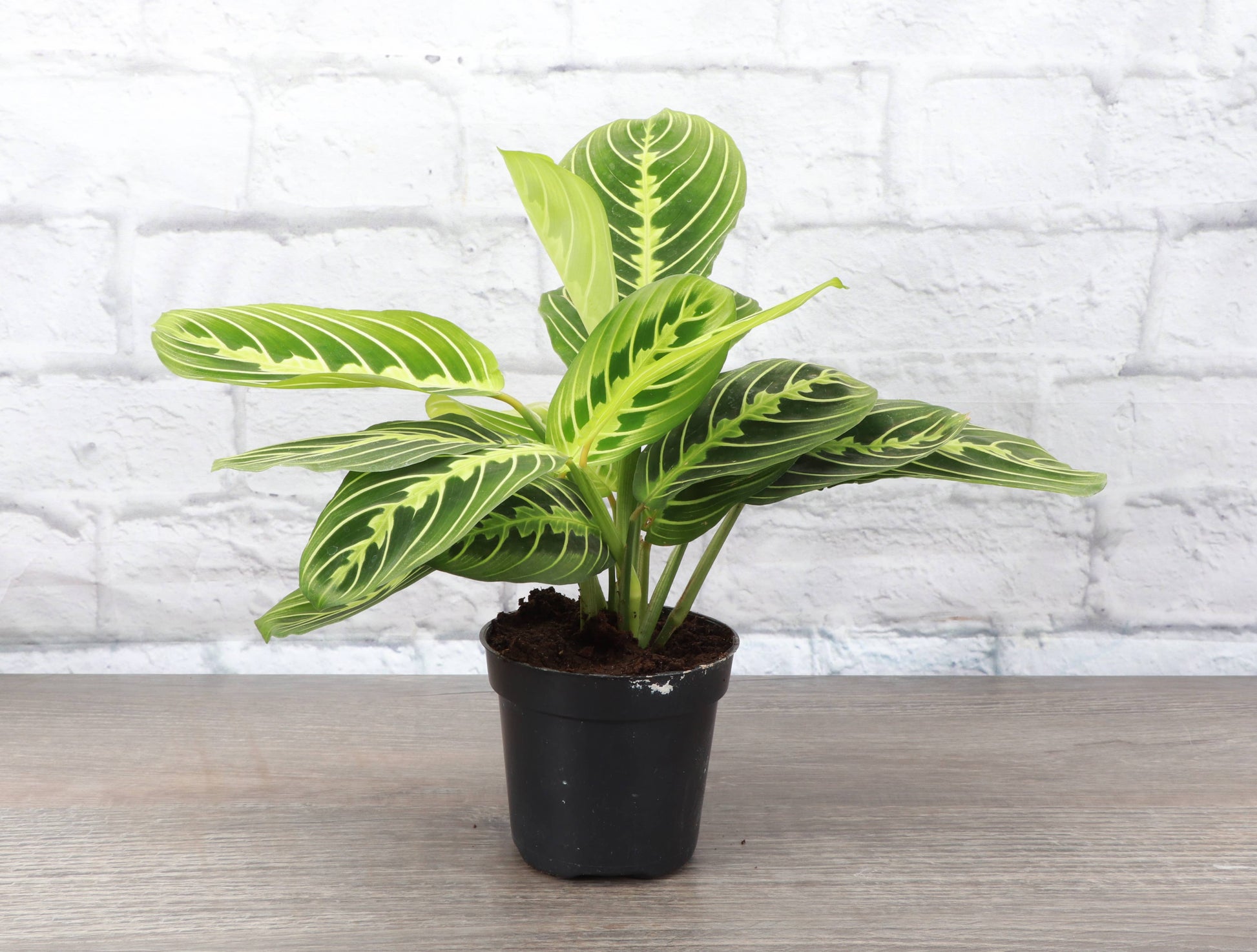 lemon prayer plant Lemon Lime Prayer Plant