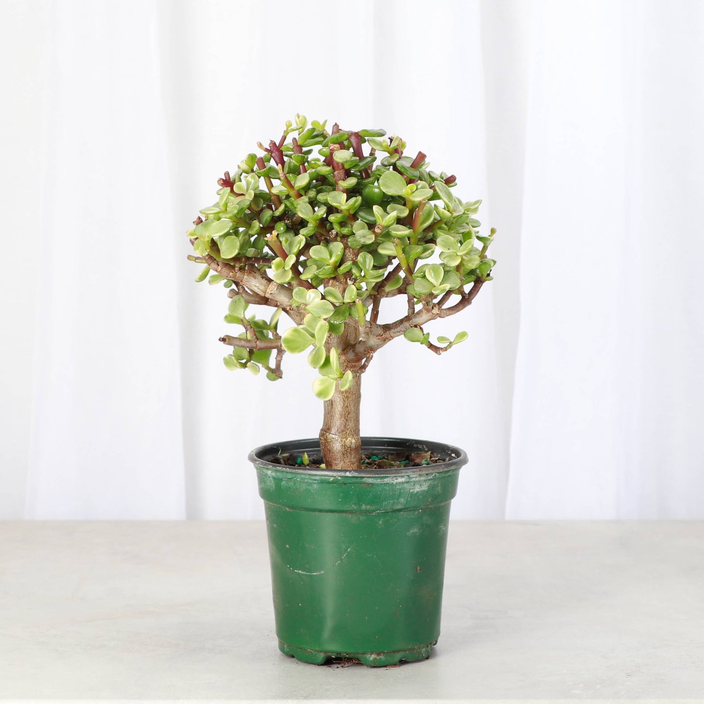 bonsai a jade plant Jade Bonsai Tree