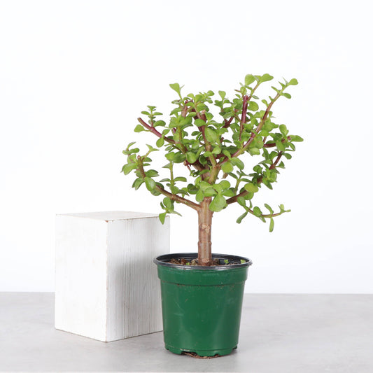 Jade Bonsai Tree - 4" Live Plant