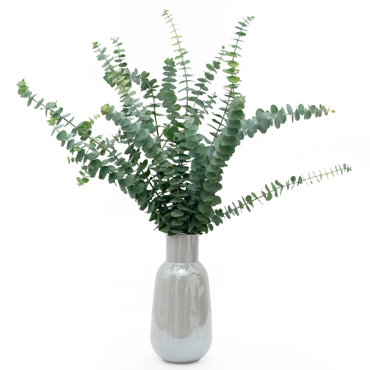 Fresh Eucalyptus Silver Dollar + Baby Blue Mixed Bunches