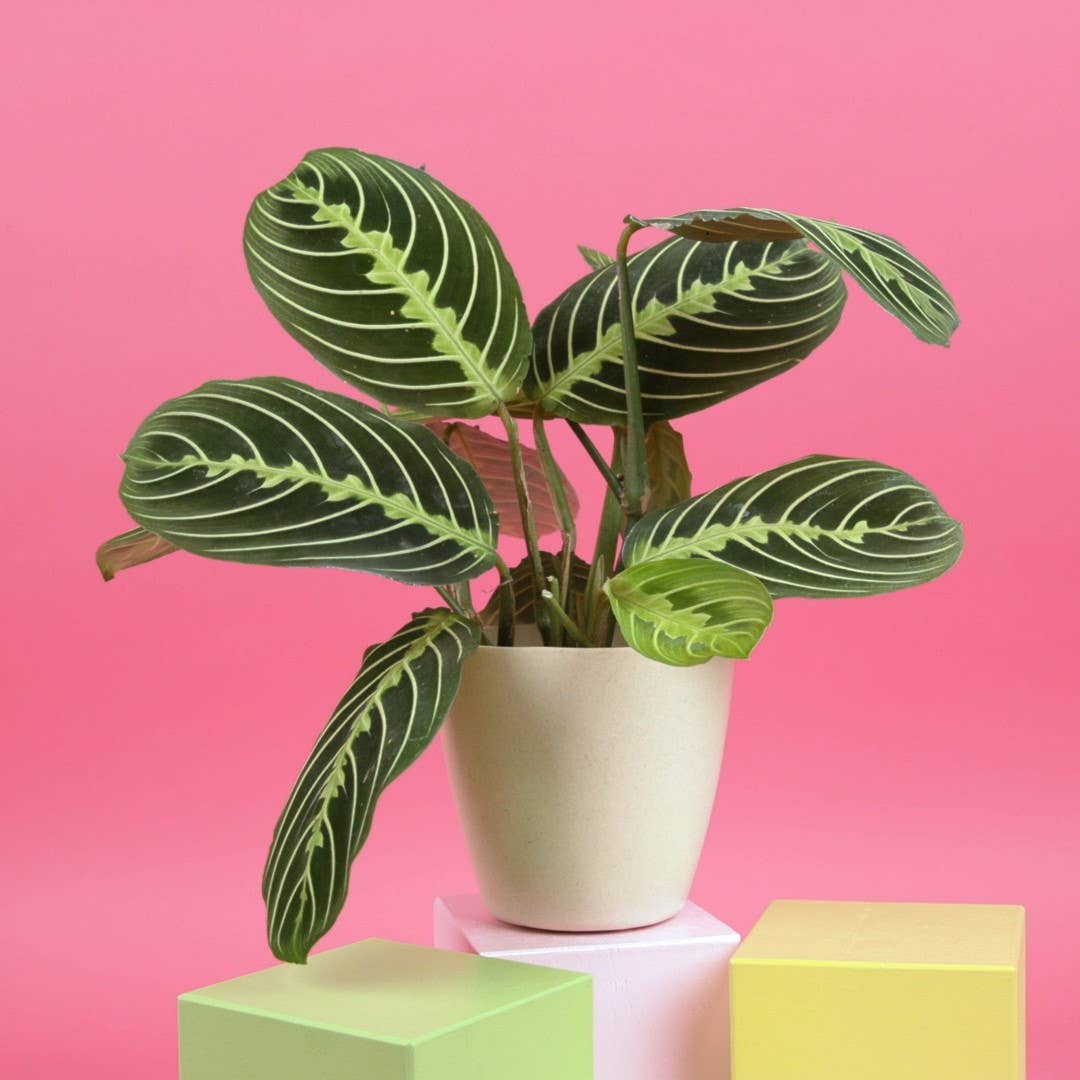 prayer plant closing Lemon Lime Prayer Plant