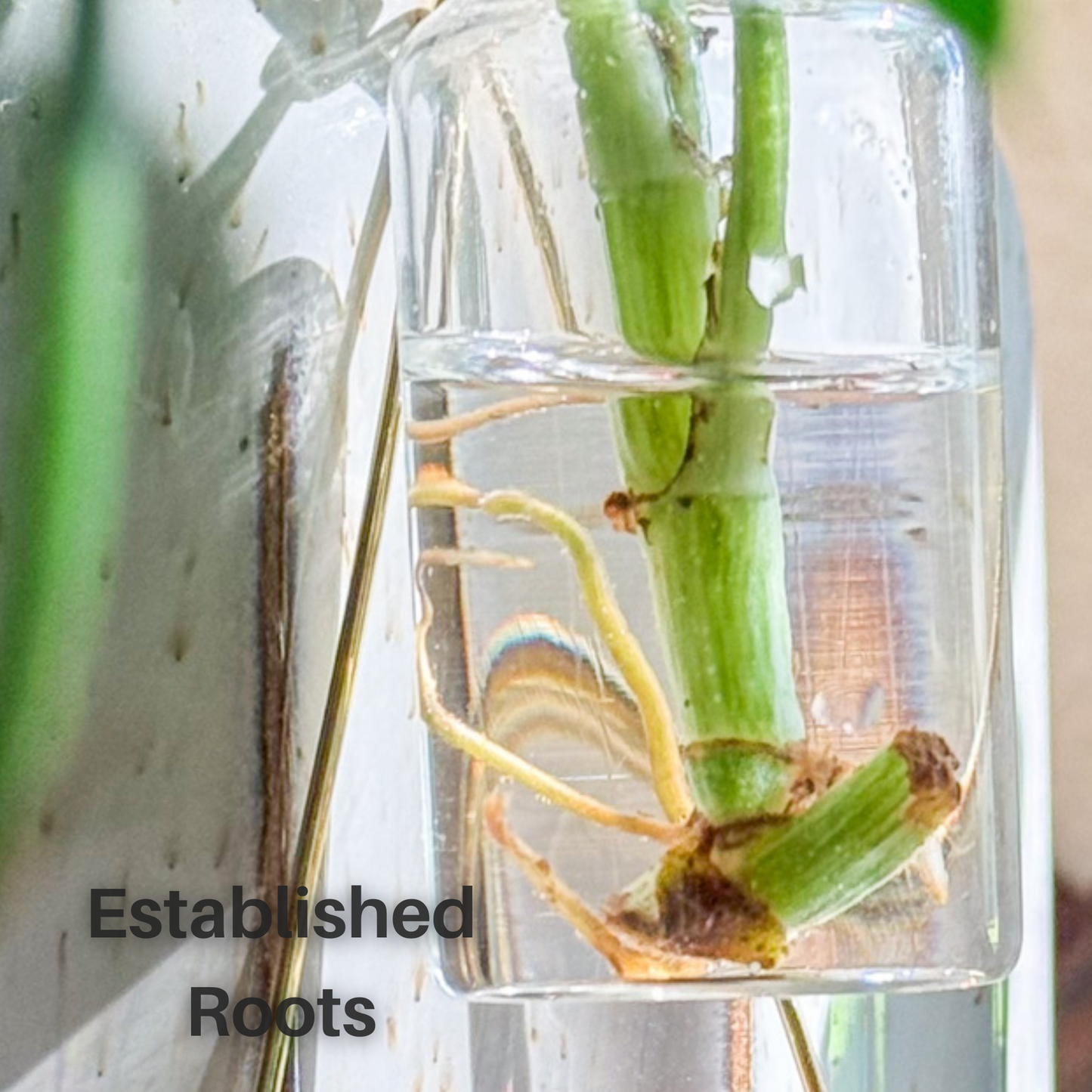 Propagation Sidecar™ Plant Propagation Station